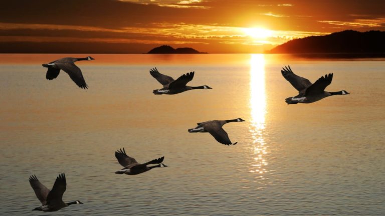Read more about the article Goosebumps Over the Geese – Praise the Lord! Ps. 148